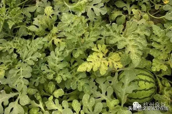 西瓜病虫害防治方法,盆栽西瓜怎么预防虫害