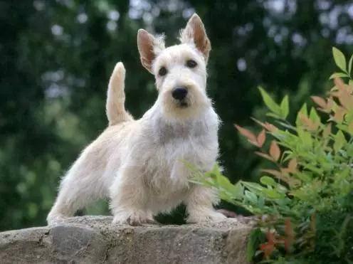 45种狗狗,45种狗狗很难得一见你认识几种