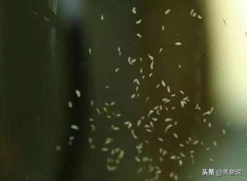 鱼缸上有小虫子怎么处理,鱼缸有白色小虫子怎么处理