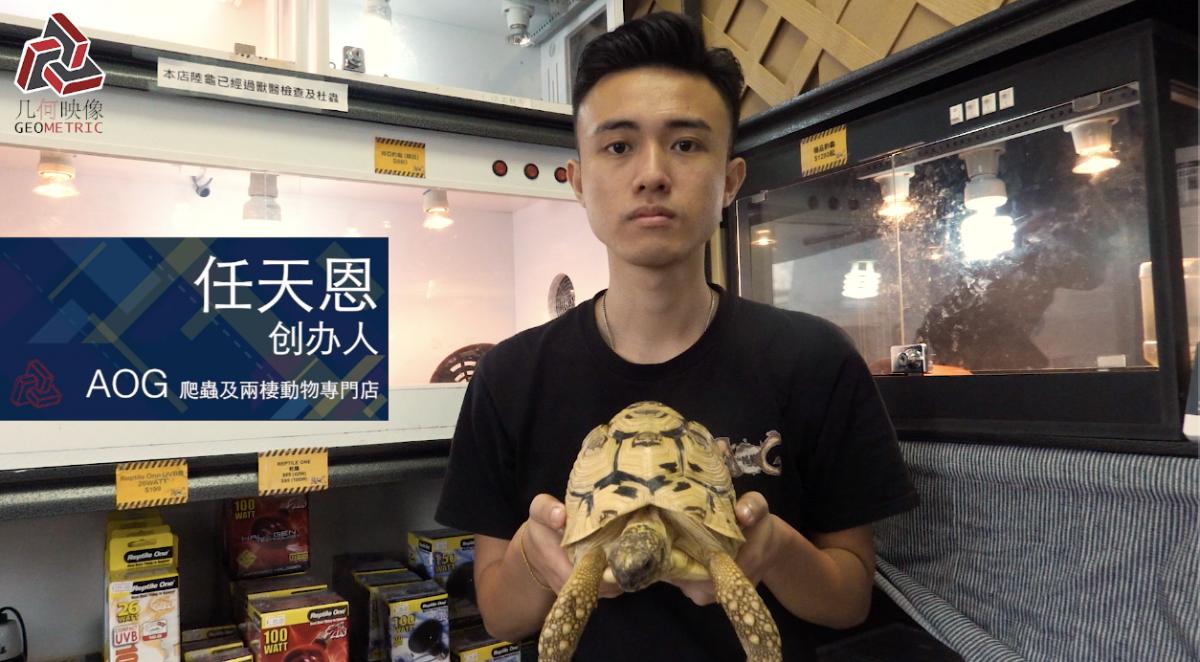 香港养宠物流程,香港养宠物攻略