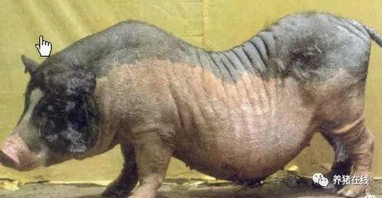 苏轼笔下的猪肉为何如此美味？微生物发酵饲料助力生态肉禽养殖