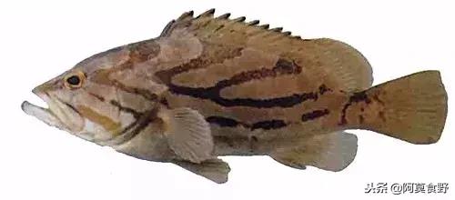 便宜常见海鲜鱼有哪些,各种名贵鱼的种类