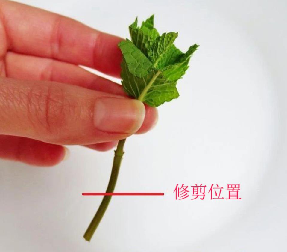 薄荷枝条扦插培养8天后得出结论,薄荷怎么繁殖水培