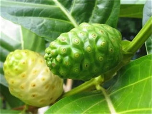 诺丽果海南哪里种植,诺丽果新鲜果实怎么种