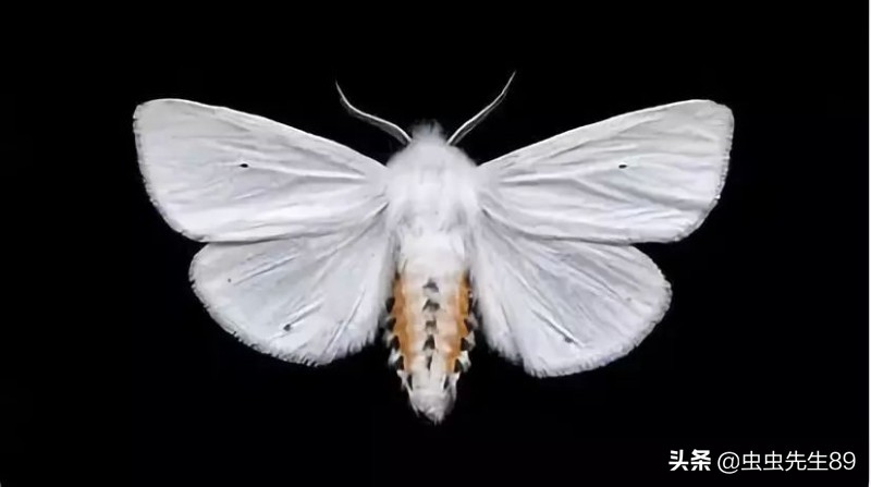 昆虫为什么会被灯吸引,吸引昆虫的灯光