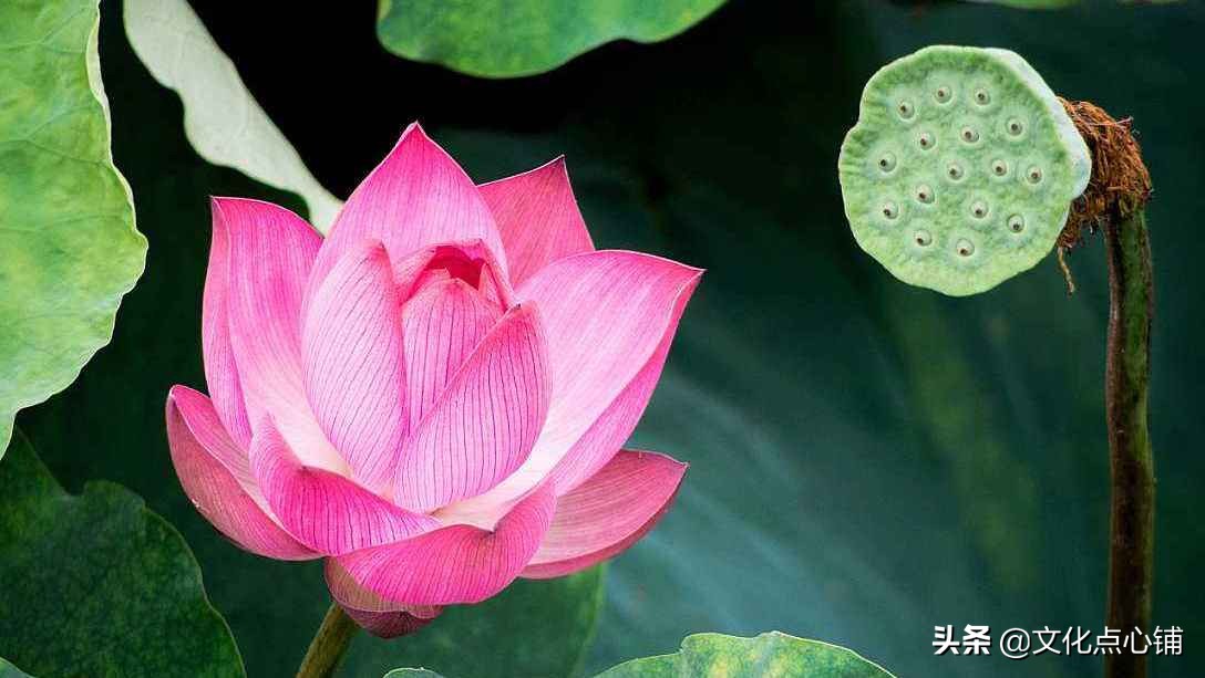 时光荏苒念清欢,岁月静好唯美句子古诗