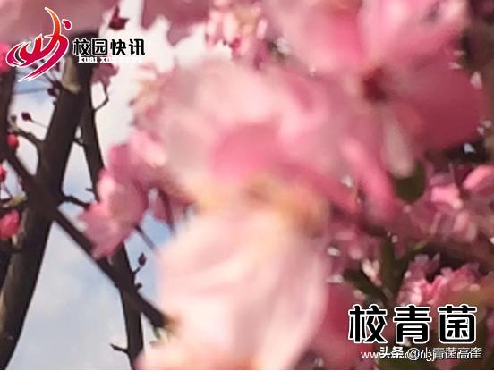 曲靖师范学院玉兰花,曲靖师范学院樱花正盛无人赏
