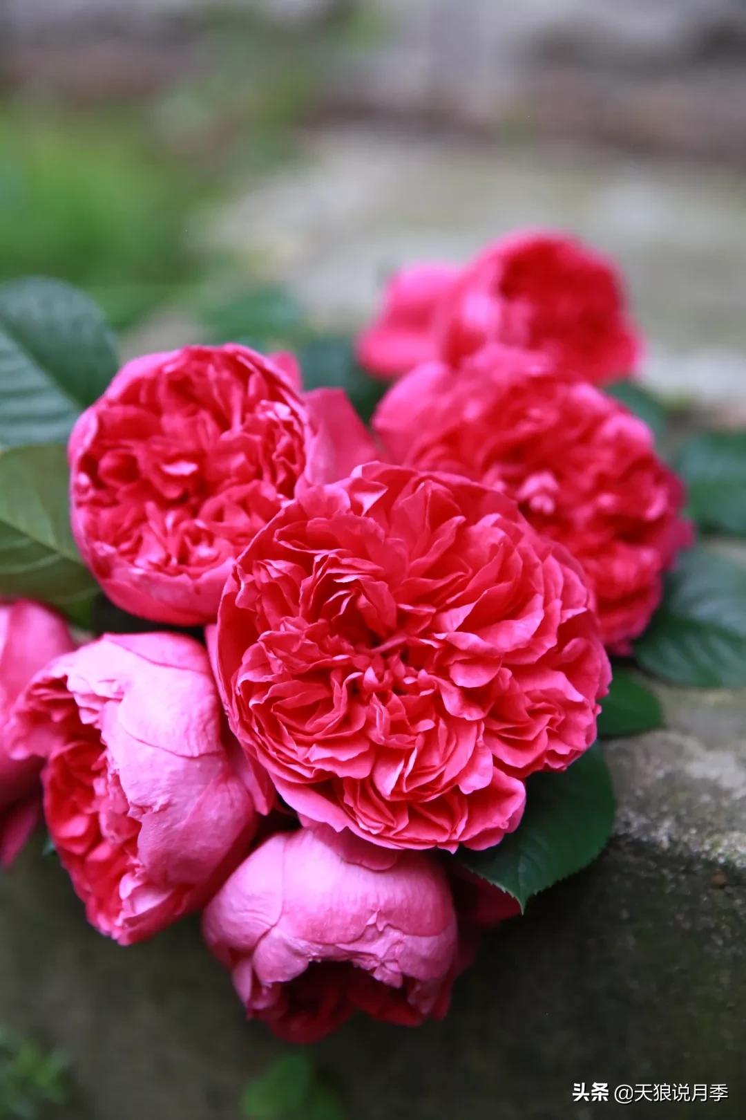 唤作「蔻丹」的月季,应该有怎样的风情?