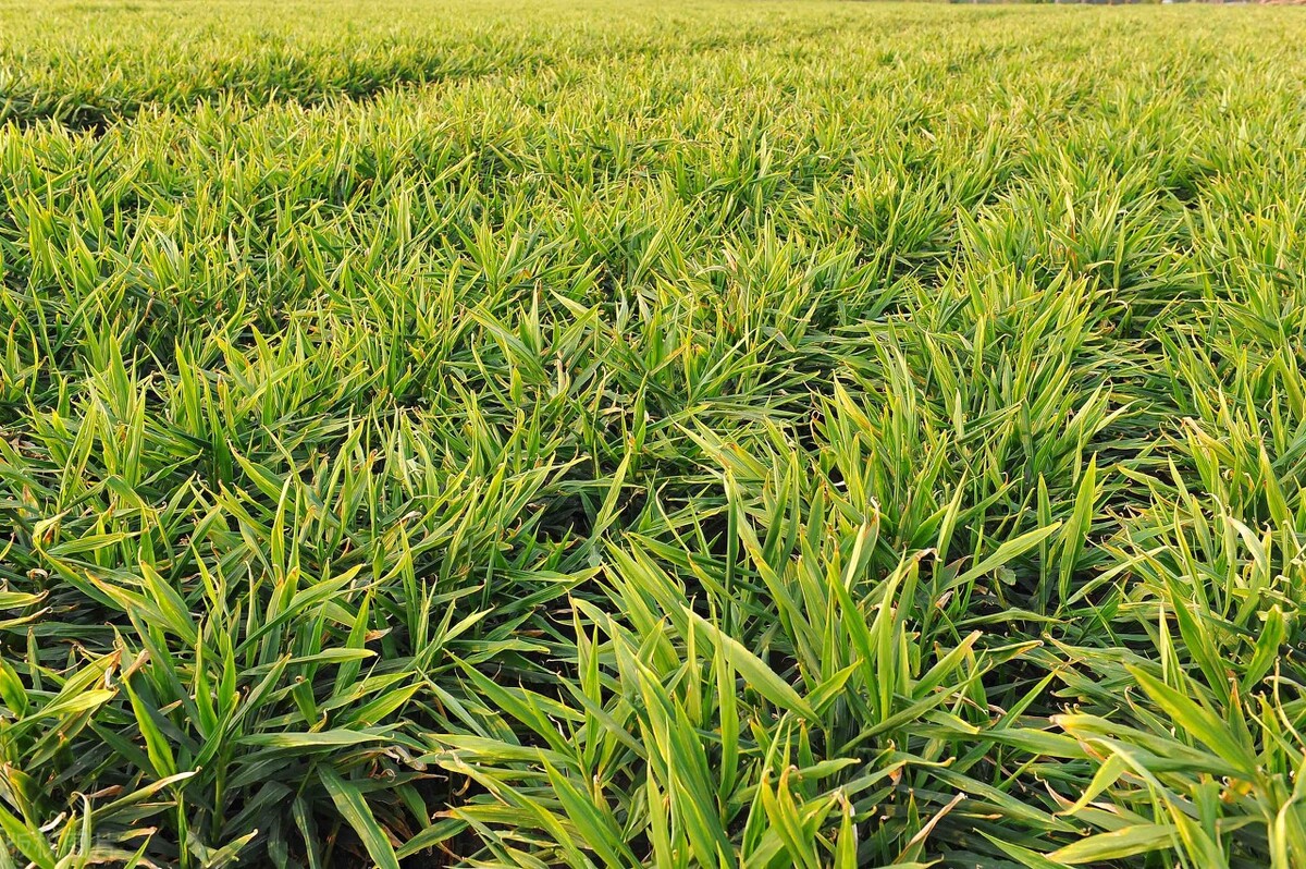 种植生姜的全套技术怎样施肥,种植生姜整个过程施肥的技术指引