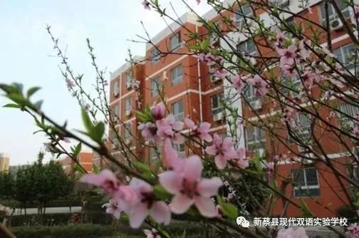 新蔡现代双语实验学校,新蔡县现代双语实验学校老照片