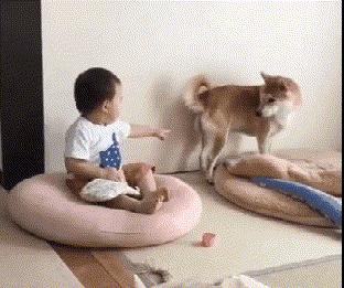 狗子被主人吓尿怎么办,狗子偷吃猪手被发现