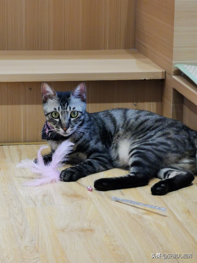 家有爱宠休闲式宠物店撸猫馆,宠物猫舍撸猫馆