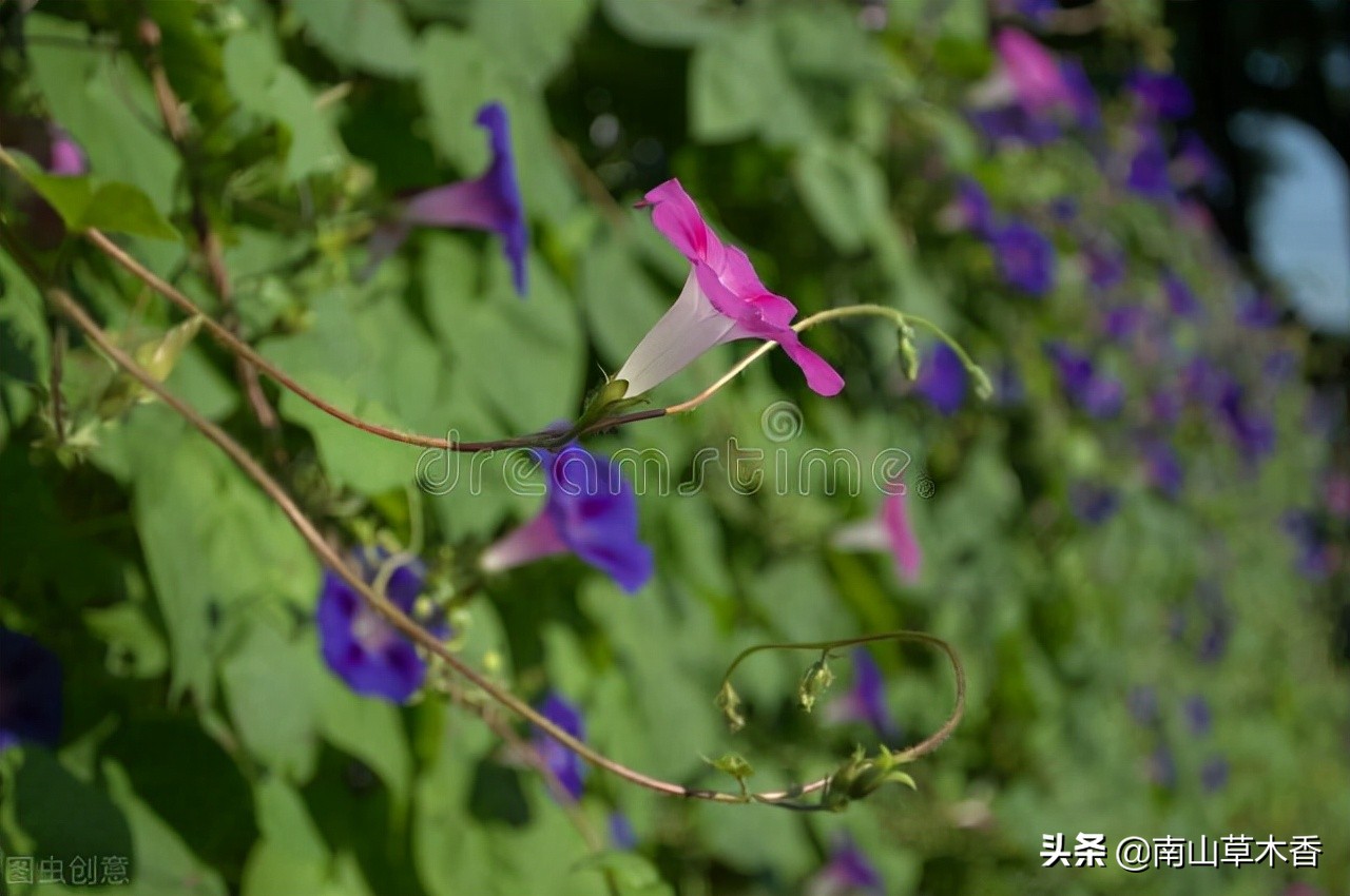 美丽的牵牛花故事,美丽的牵牛花