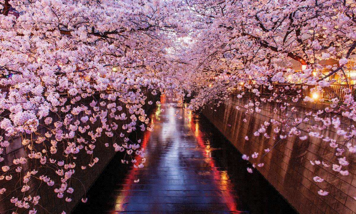 三月春雪如约而至,日本东京的樱花几月份最好看