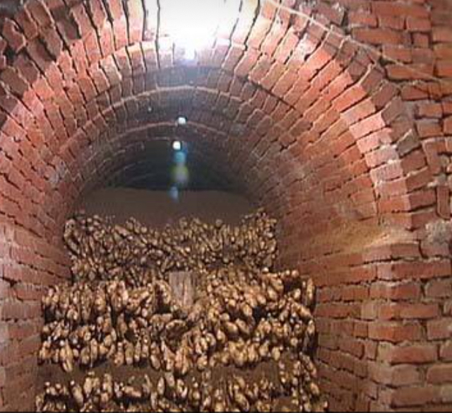 大姜高产栽培技术最新视频,大姜高产种植全过程