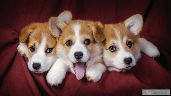 爱宠达人零宠食物柯基可以吃吗,萌宠柯基怎么吃狗粮好呢