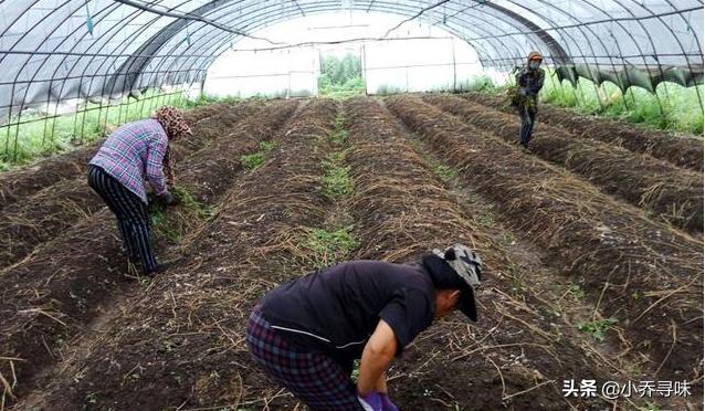 它和赤松共生，商家大力炒作，如今35元1斤，很多人拿来煲汤