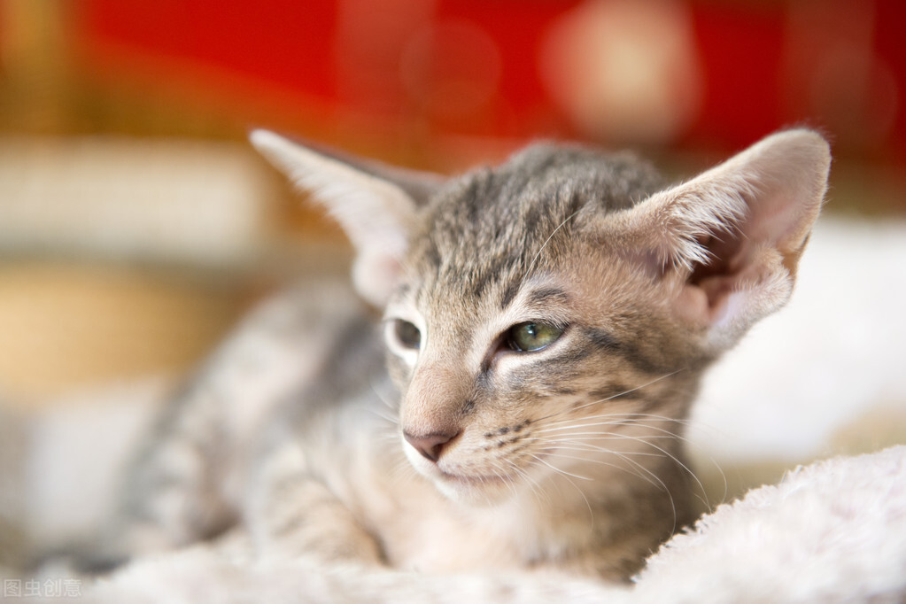 小猫感冒吃什么效果好又便宜,小猫感冒用什么药