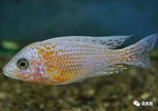 三湖慈鲷马鲷孔雀鱼多久发色,三湖慈鲷鱼之马鲷鱼