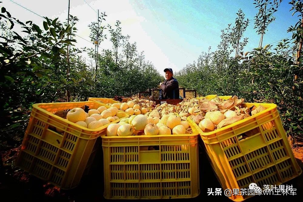 威海金,维纳斯黄金苹果——美的不只是外表