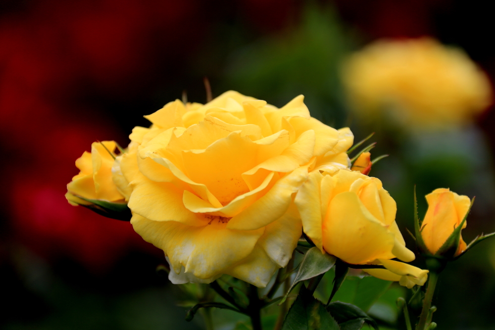 五月赏月季；青山吹奏《茉莉花》D调半音阶口琴演奏