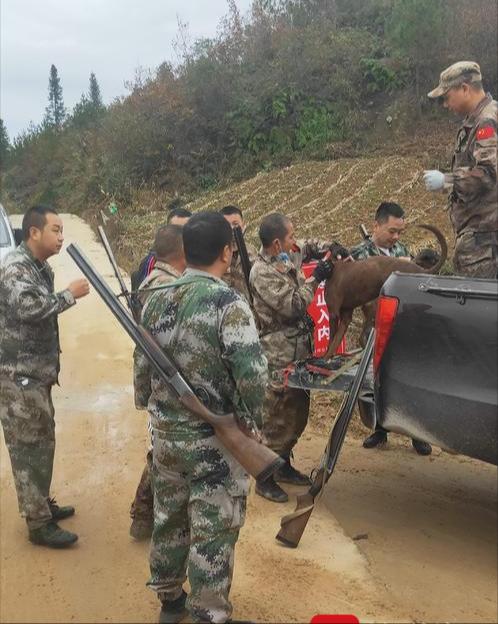 捕杀一头野猪要判多少年,野猪泛滥成灾国外的猎人捕猎野猪