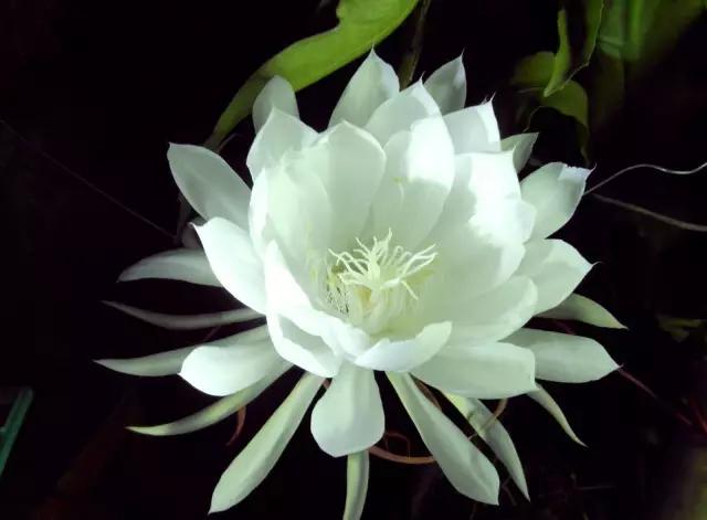 养花如何不把花养死,养花老是养死