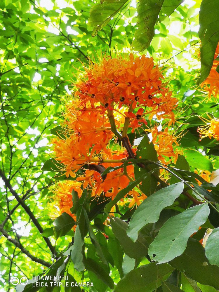 中国无忧花图片,中国无忧花树