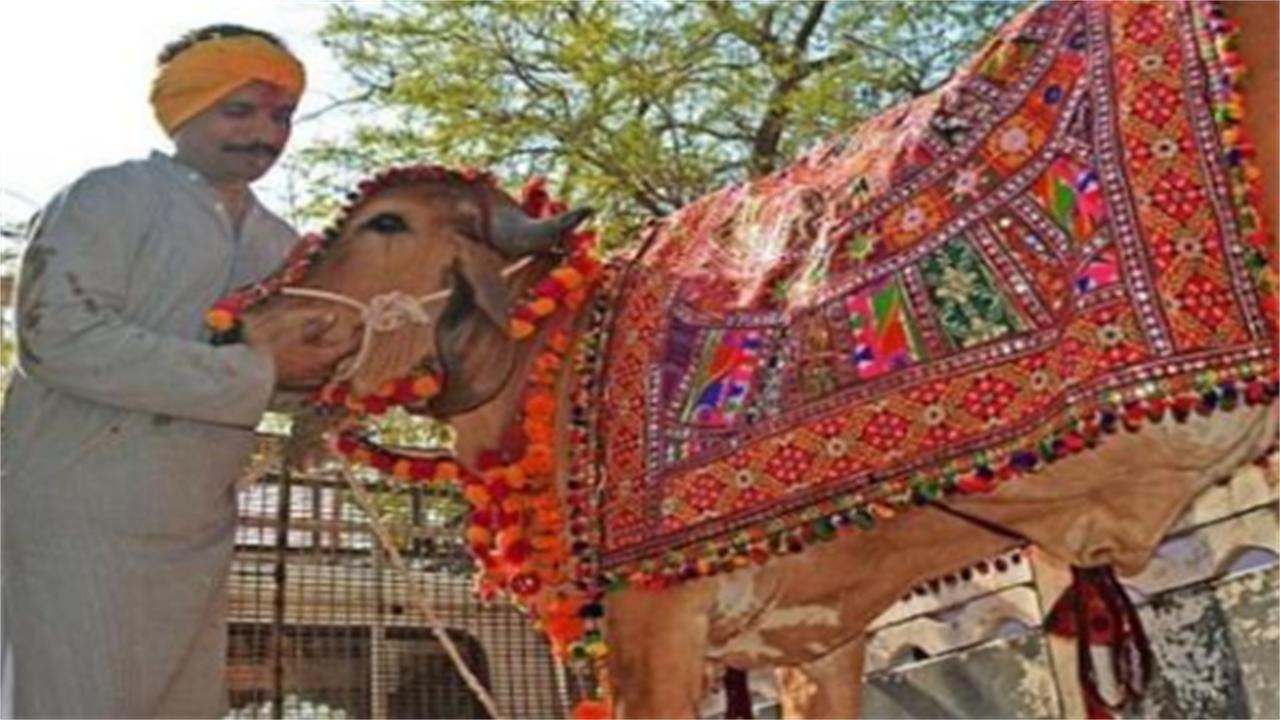 印度男子抛弃发妻花17万娶一头牛,印度大叔抛妻弃子花17万娶牛