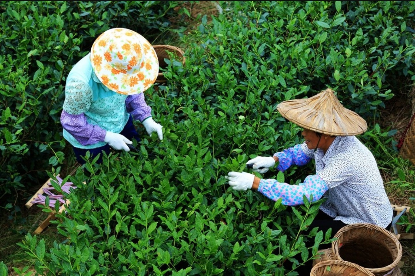 无与伦比的兰花香，低迷的铁观音，茶叶王国里铁观音的兴衰成败