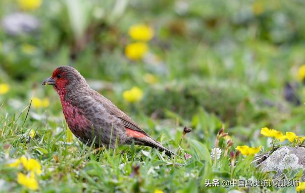 斑翅朱雀鸟图片,十大顶级名贵鸟类朱雀