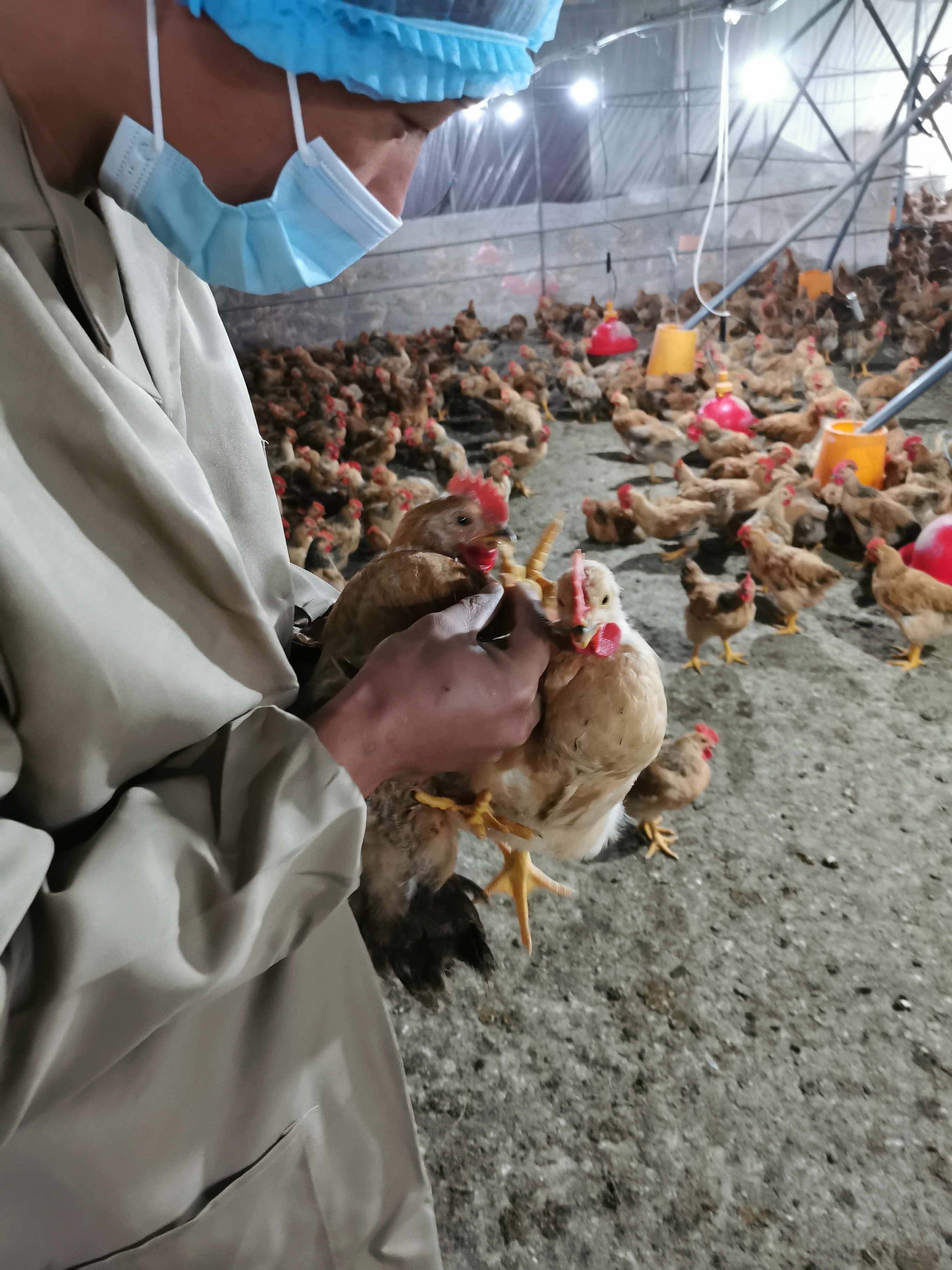 鸡冠癣的防治措施,鸡冠癣最好治疗方法