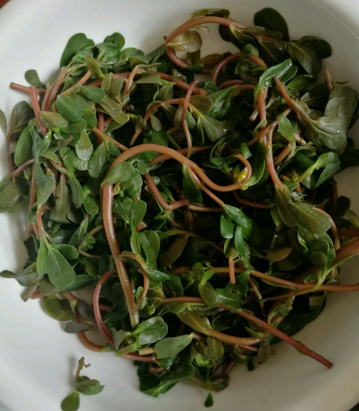 农村常吃的40种野菜你吃过几种呢,这10多种野菜你吃过哪些