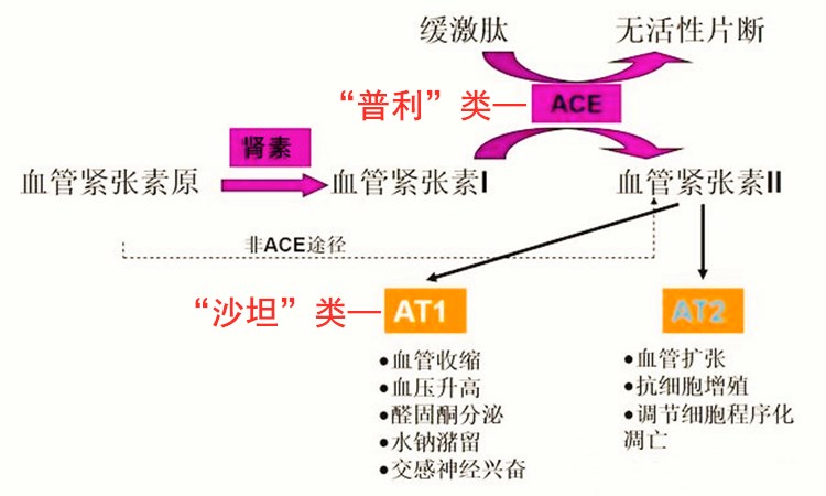 治心衰的金三角指的什么,心衰金三角常用药组合