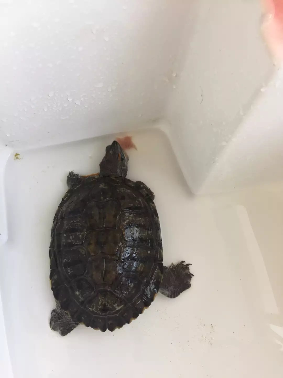 日本老人养一只大乌龟,养12年的大乌龟被找到