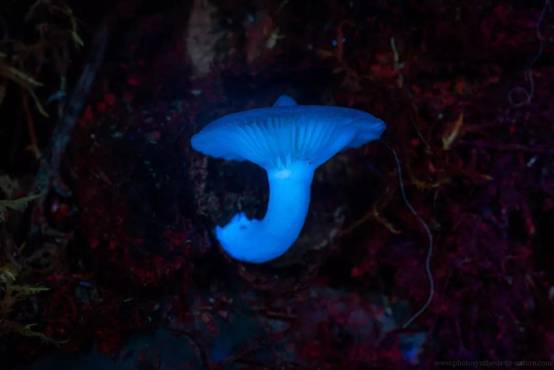 紫外线外星人真的存在吗,外星生命紫外线