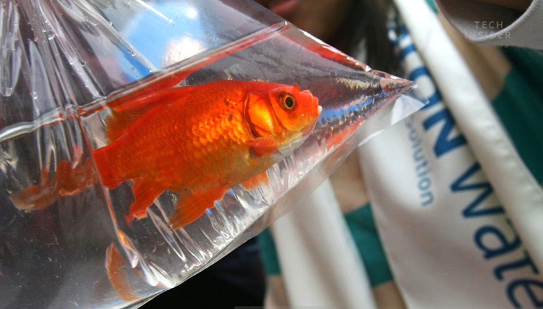 46厘米!18条金鱼引发美国人担忧,会像亚洲鲤鱼一样泛滥吗?