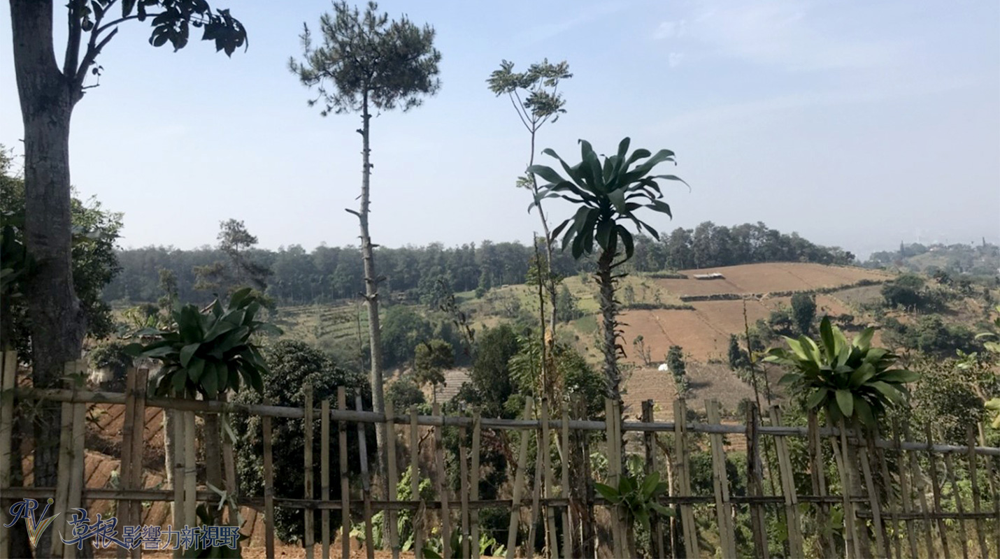 爪哇惊奇,二十万隆麝香猫咖啡园