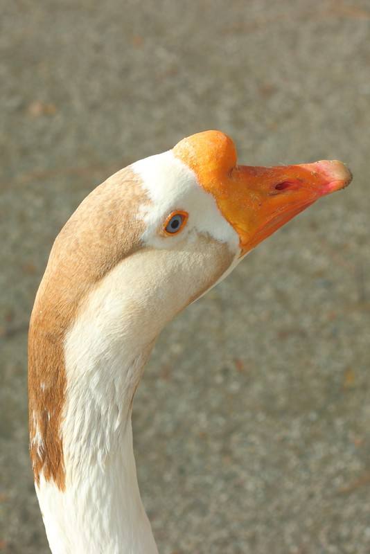 鹅过敏的原因,鹅过敏有什么症状