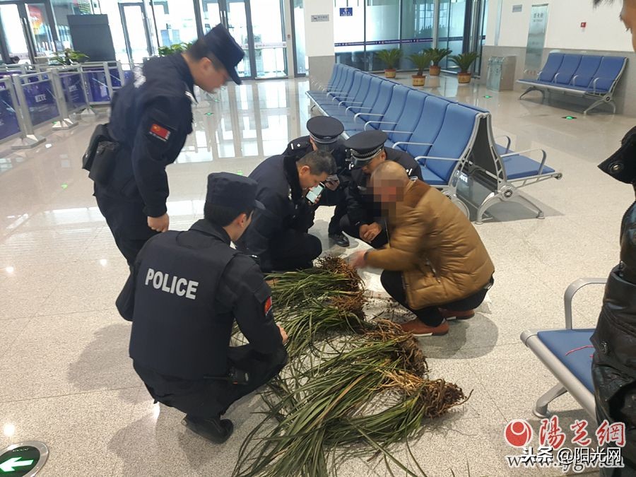 西成高铁开通一年安康铁警查获野生兰草近千株