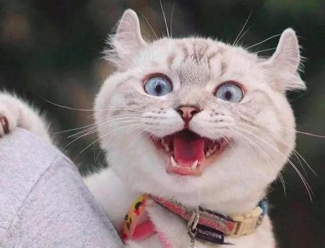 猫咪驯养,驯养猫技巧