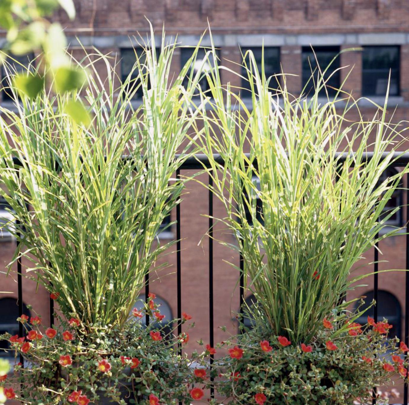 既能净化空气又美观的植物,10种好看的花卉