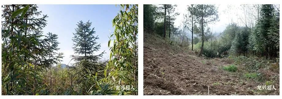 贵州的道地药材天麻,天麻属于哪里的道地药材