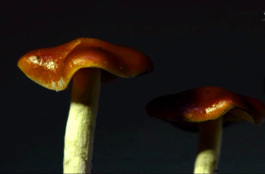 蘑菇是真菌还是植物,香气很浓的蘑菇叫什么菇