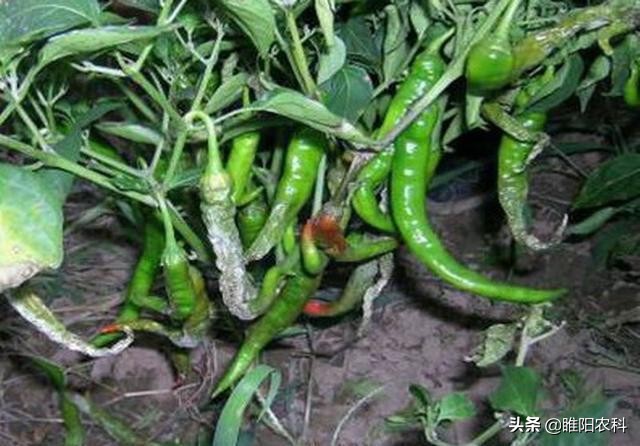辣椒易生什么病该用什么药,辣椒有病毒病怎么治