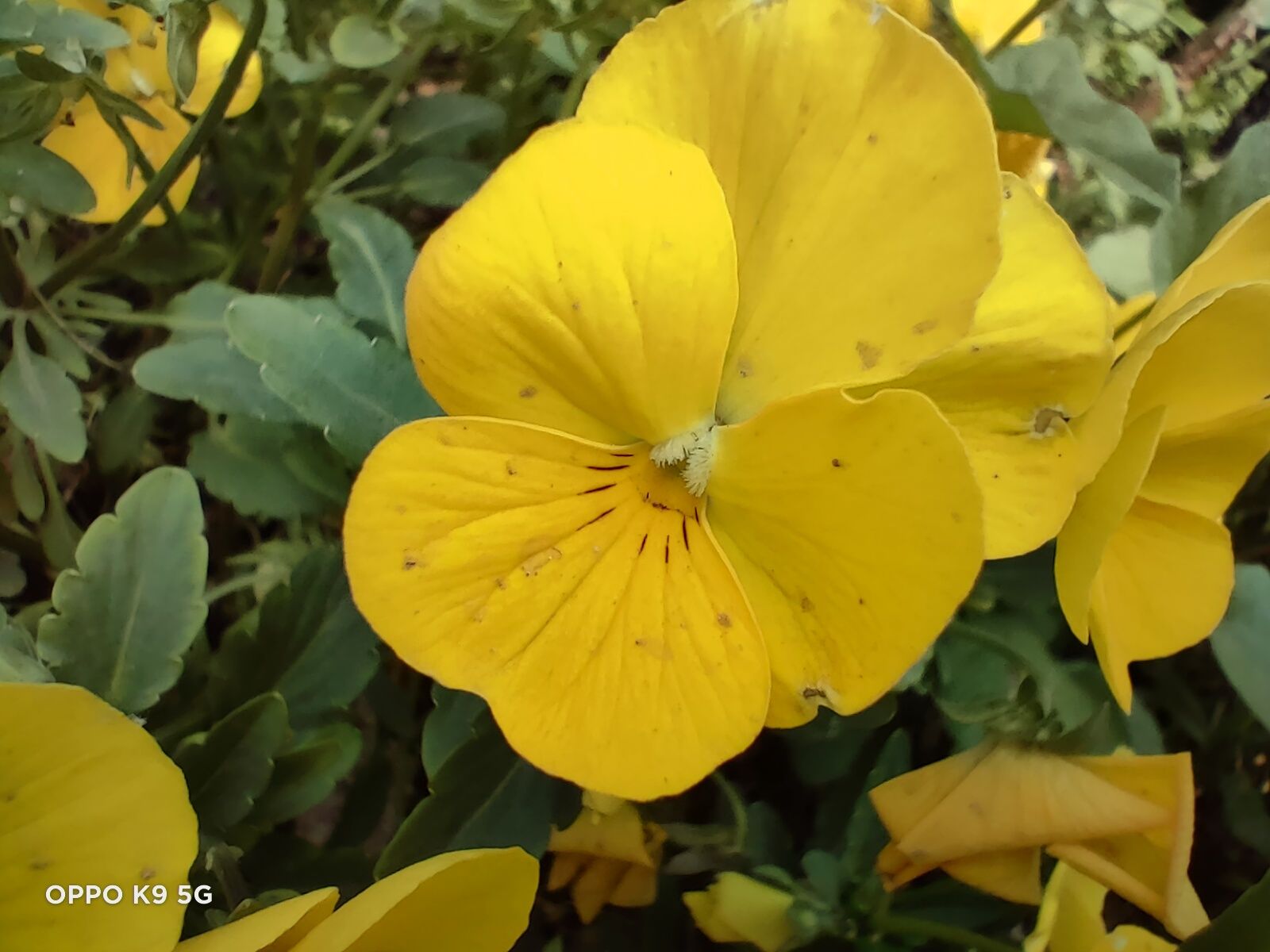 oppok9超级闪充评测,oppok965寸使用后真实感受