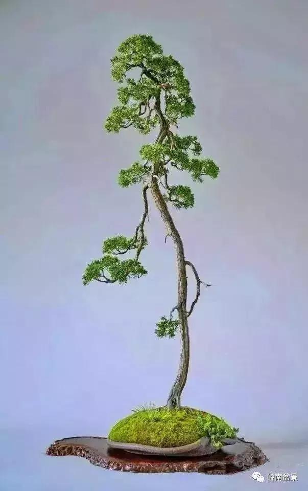 一盆盆景佳作究竟应该是怎样的,大师级盆景作品欣赏