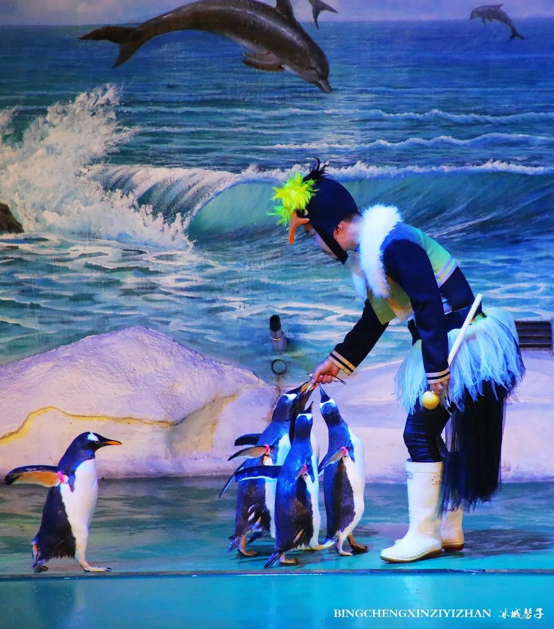 走进哈尔滨完整视频,走进哈尔滨海洋馆