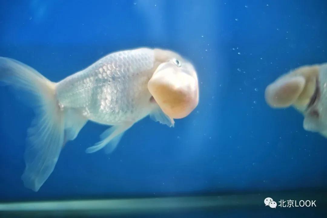 北京动物资源分布图,北京野生动物种类大全图片