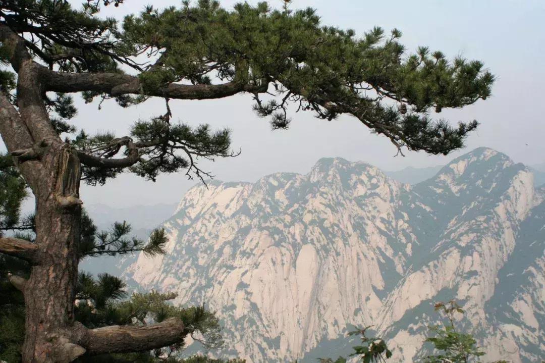 如何辨别真假雪松,自然堂雪松真假辨别方法